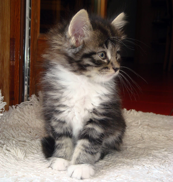 cuccioli norvegesi a Roma