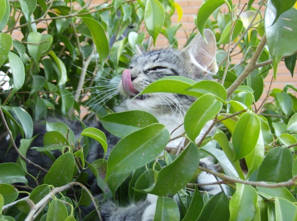 CH Arencibia de la Quebrada del Yuro gatti norvegesi delle foreste