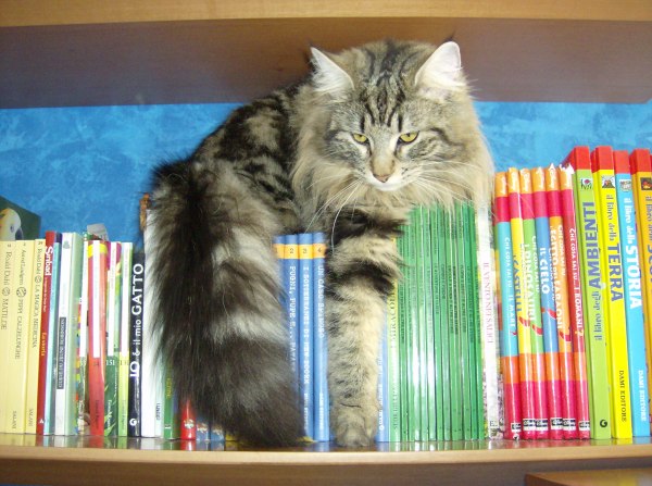 gatti norvegesi a Roma