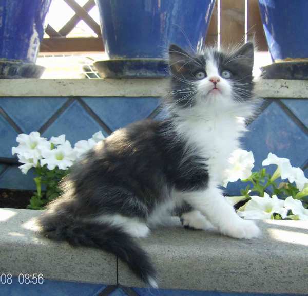 cuccioli norvegesi a Roma