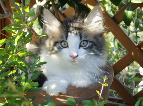 cuccioli norvegesi a Roma