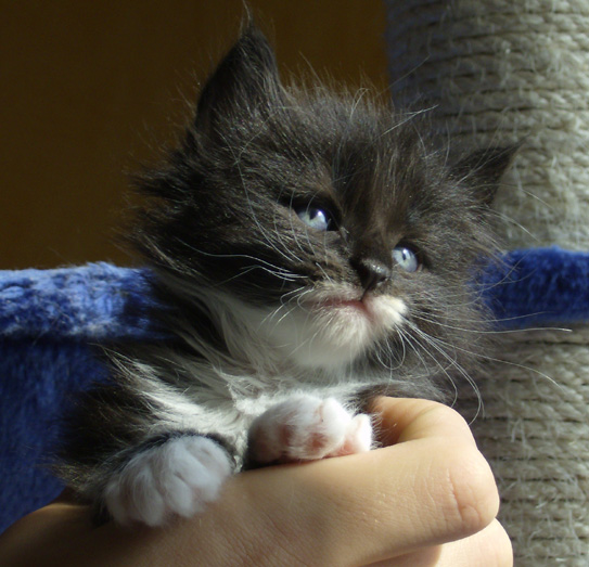 Blue Lynx Blanche Bingley cuccioli norvegesi a Roma