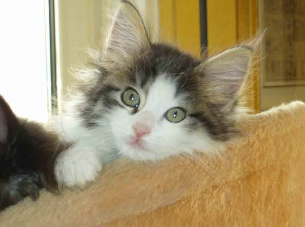 cuccioli norvegesi a Roma