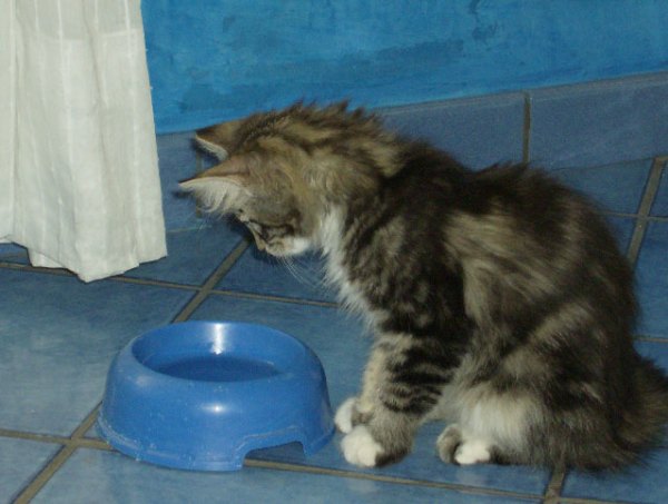 "Acqua, perchè non ti muovi ?" Dalla fontanella che usavo in casa di Anna l'acqua era sempre in movimento ! http://cucciolinorvegesi.com