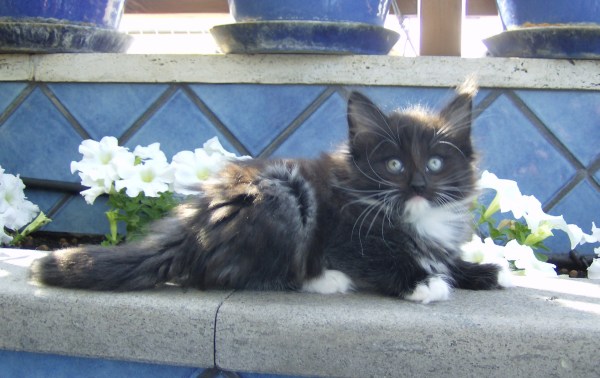 Blue Lynx Amélie Mauresmo cuccioli norvegesi a Roma