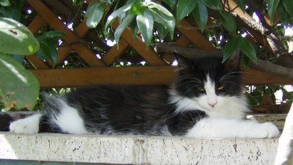 Blue Lynx Ana Ivanovic http://cucciolinorvegesi.com