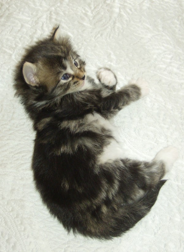 Blue Lynx Billie Jane King http://cucciolinorvegesi.com