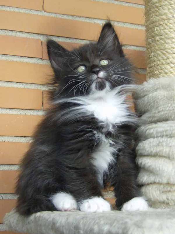 cuccioli norvegesi a Roma