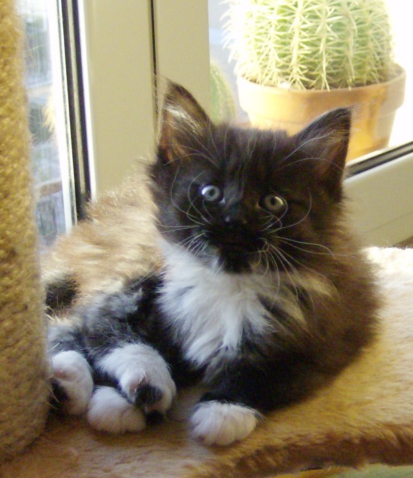 Blue Lynx Chris Evert http://cucciolinorvegesi.com