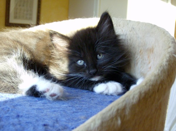 Blue Lynx Carlos Moya http://cucciolinorvegesi.com