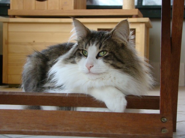 gatti norvegesi delle foreste