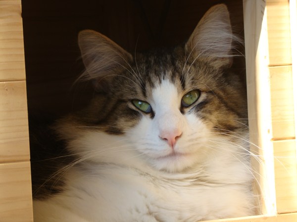 gatti norvegesi delle foreste