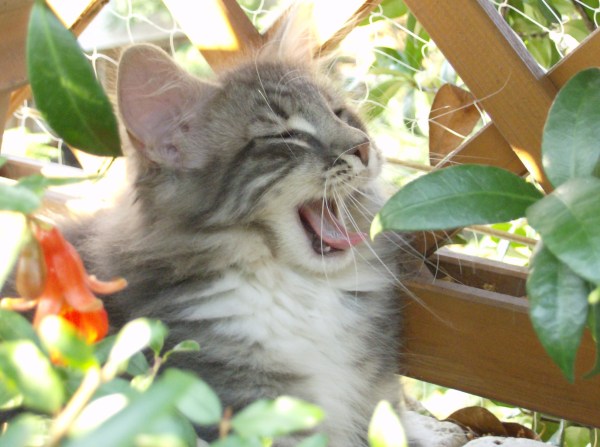 gatto norvegese delle foreste