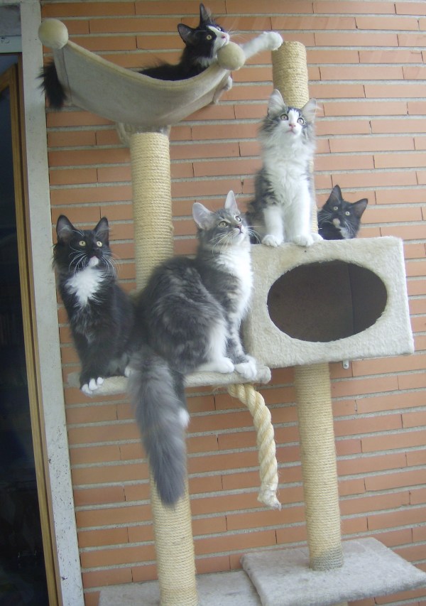 Cuccioli norvegesi Blue Lynx