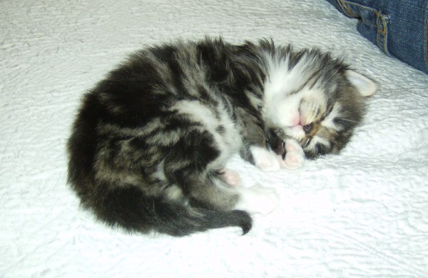 Blue Lynx Billie Jane King cuccioli norvegesi