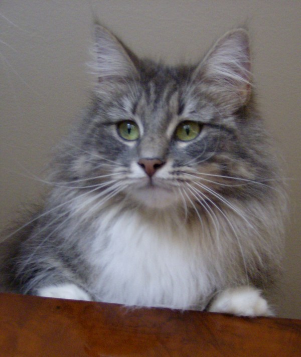 IC Celia de la Quebrada del Yuro http://web.mac.com/webbluelynx/webbluelynx/Celia.html