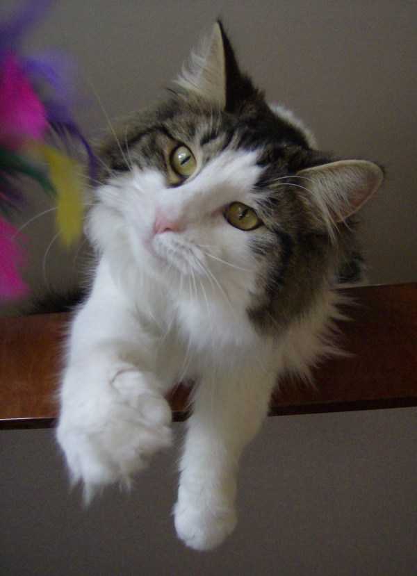 Blue Lynx Charlotte Dod cuccioli norvegesi