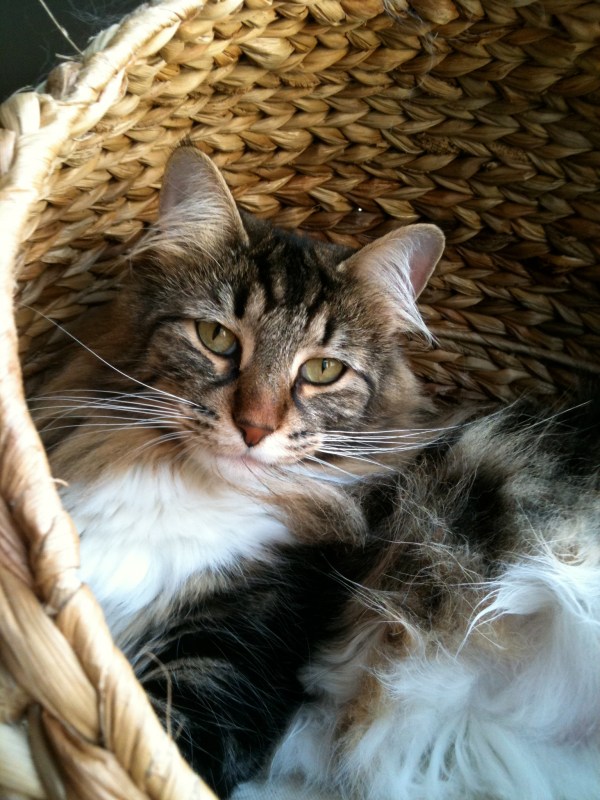 Blue Lynx Billie Jane King http://web.mac.com/webbluelynx/webbluelynx/Cucciolata_B.html