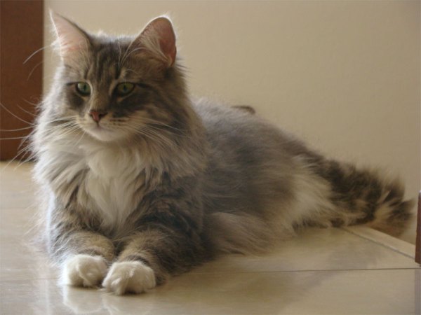 IC Celia de la Quebrada del Yuro gatti norvegesi delle foreste