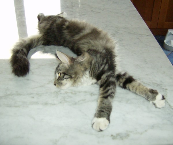 cuccioli norvegesi delle foreste