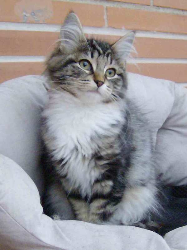 Blue Lynx Billie Jane King cuccioli norvegesi delle foreste