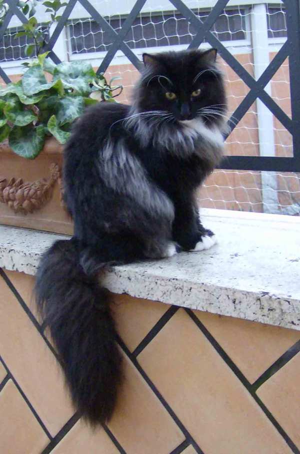 gatti norvegesi delle foreste