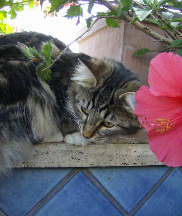 cuccioli norvegesi delle foreste