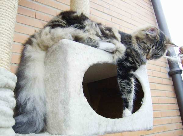 cucciolinorvegesi delle foreste