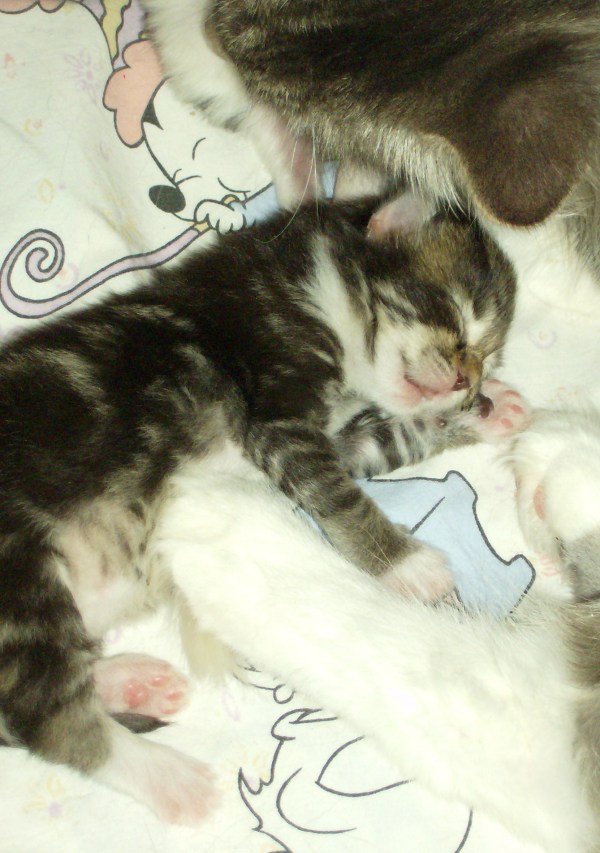 Blue Lynx Dominika Cibulkova a 6 giorni Cuccioli norvegesi delle foreste