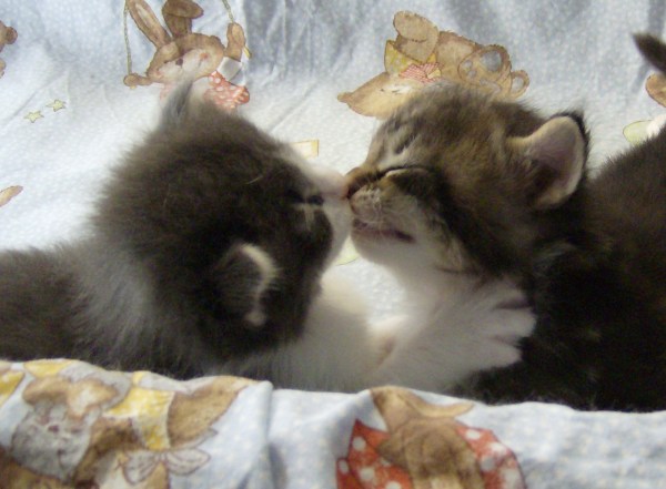 Blue Lynx Dudi Sela e Blue Lynx Domika Cibulkova a tre settimane