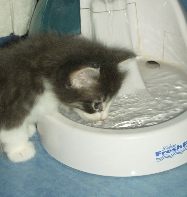 cuccioli norvegesi delle foreste