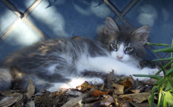 Blue Lynx Dudi Sela a 9 settimane cuccioli norvegesi delle foreste