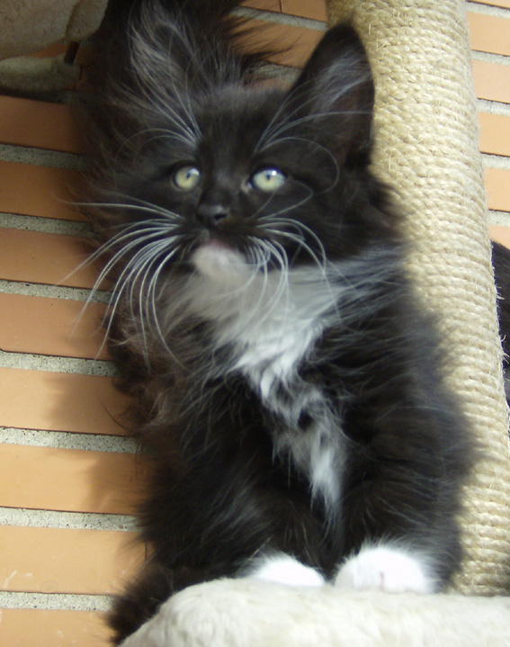 Blue Lynx Bertha Townsend http://web.mac.com/webbluelynx