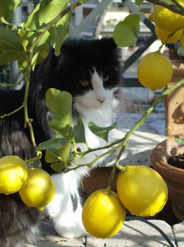 Blue Lynx Anan Ivanovic http://web.mac.com/webbluelynx