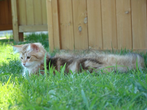 Snorre von der Gehlen Bieke