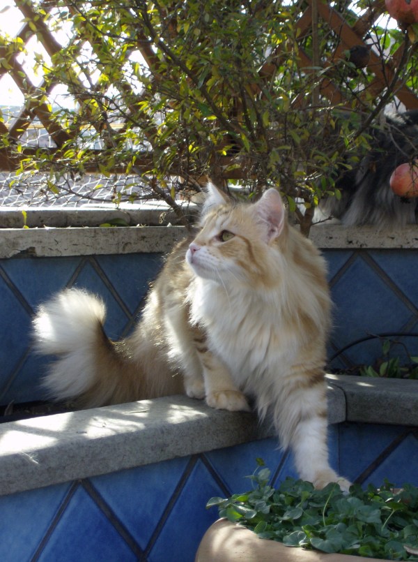 Blue Lynx, Gatti Norvegesi delle Foreste a Roma