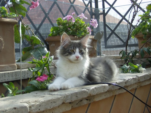 Blue Lynx Dudi Sela Blue Lynx, norvegesi delle foreste a Roma