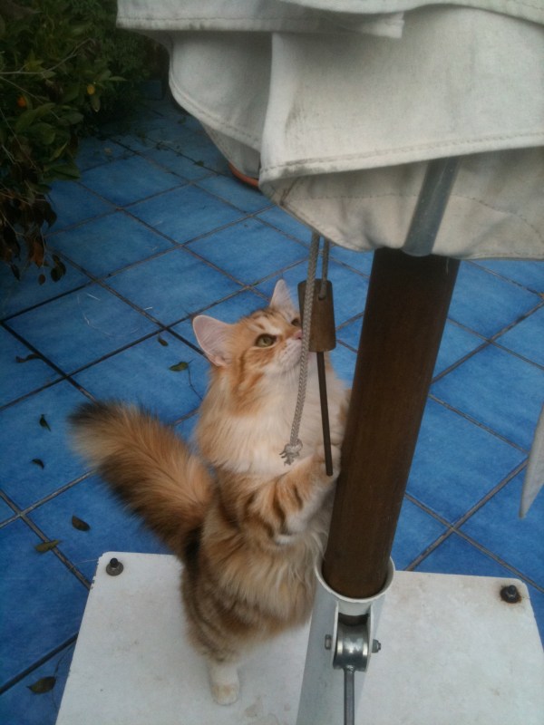 gatti norvegesi delle foreste a Roma