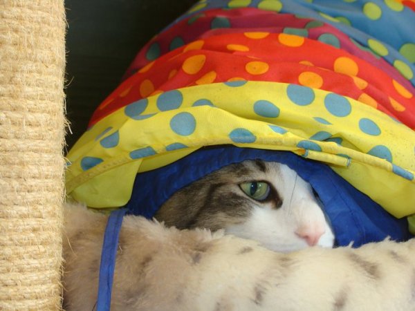 EC S*Redtail's Robin Hood