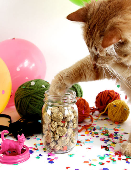 biscotti_per_gatti_4