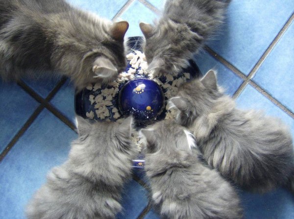 Blue Lynx Litter F