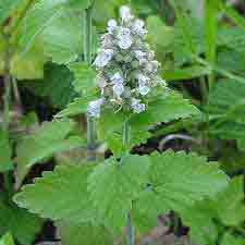 Nepeta cataria