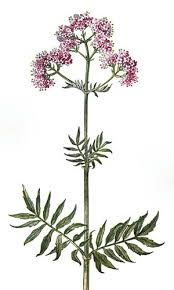 Valeriana officinalis
