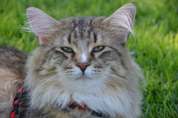 Blue-Lynx-Gael-Monfils