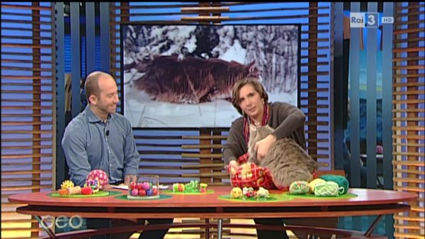 Norvegesi-Blue-Lynx-a-Geo