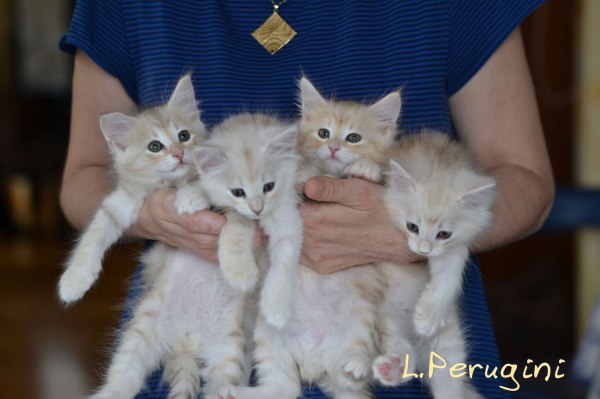 Cucciolata-K-Blue-Lynx