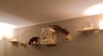 Parete-attrezzata-per-gatti-Volare-768×418